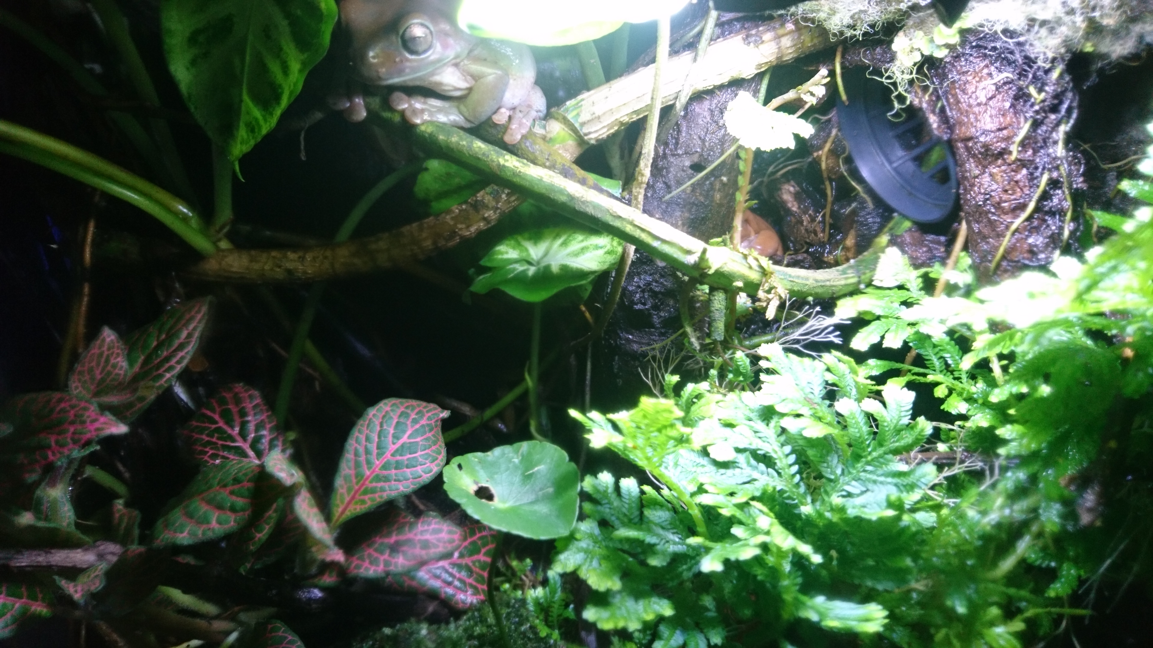 White Tree Frog